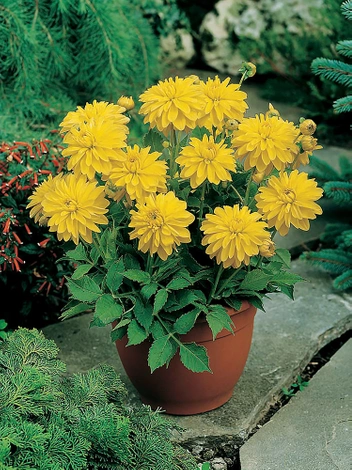 Dahlie (Dahlia)  'Melody Latin'