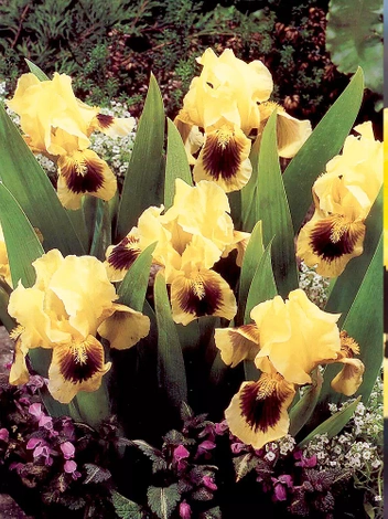Schwertlilie (Iris pumila) 'Ritz'