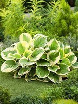 Funkie (Hosta) 'Mama Mia'