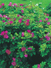 Kartoffelrose (Rosa rugosa) - Zierstrauch