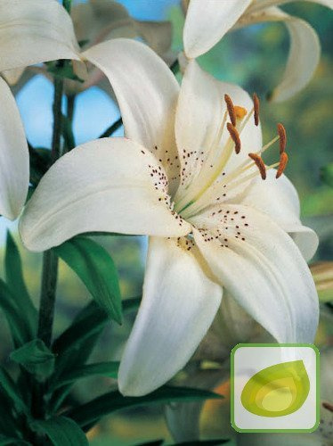 Billige Lilie (Lilium) Mont Blanc