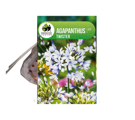 Schmucklilie (Agapanthus) 'Twister' 1 St.