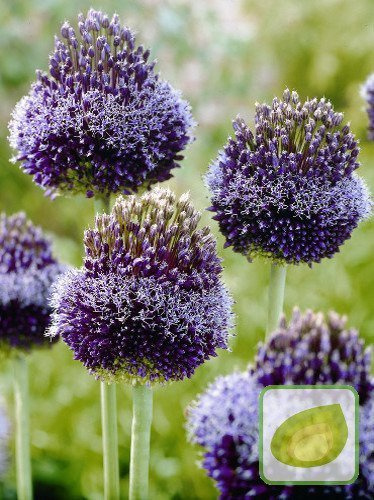 Zierlauch (Allium) Forelock