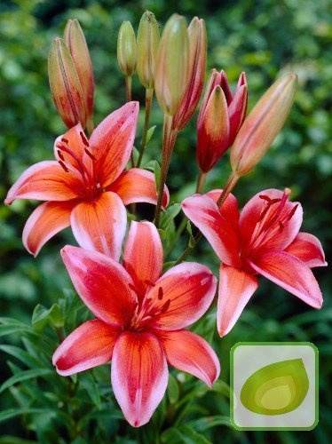 Lilie (Lilium) Red Electric