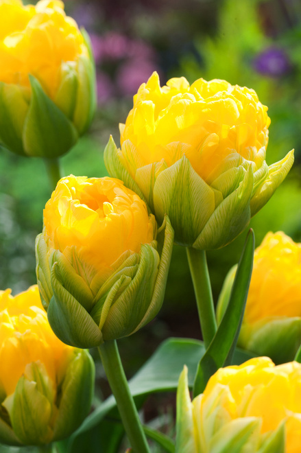Tulpen Pop Up Yellow