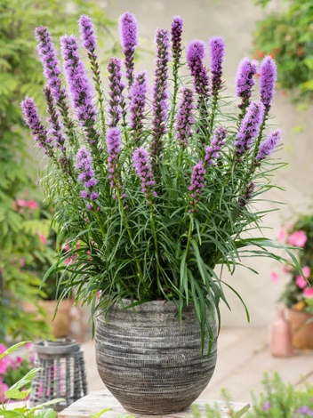 Prachtscharte (Liatris spicata) 'Kobold'