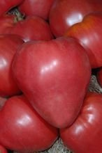 Samen Tomate Himbeere (Lycopersicon esculentum