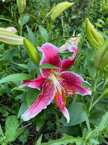 Lilie (Lilium) 'Stargazer'