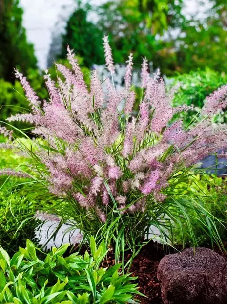 Ziergras Lampenputzergras (Pennisetum orientale) 'Karley Rose'