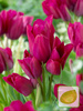 Satz Strauß-Tulpen Club