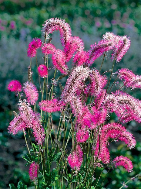 Wiesenknopf (Sanguisorba obtusa)