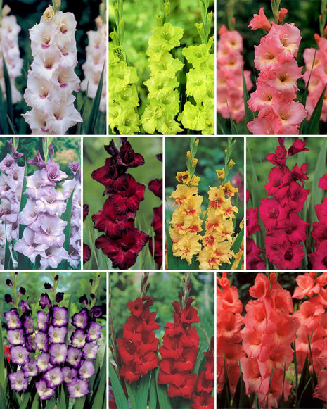 MEGA Satz Gladiolen 2