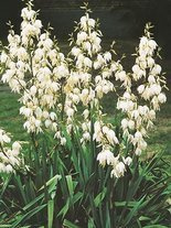 Palmlilie (Yucca filamentosa)