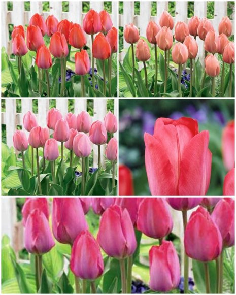 Satz Tulpen Van Eijk