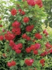 Kletterrose (Rosa) 'Mushimara'