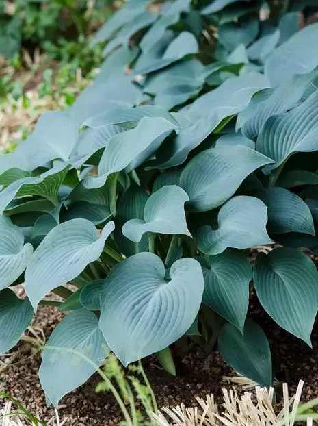 Funkie (Hosta) 'Blue Cadet' 1 St.