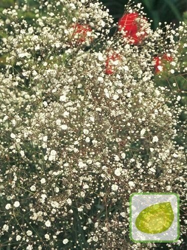 Gipskraut (Gypsophylla) White