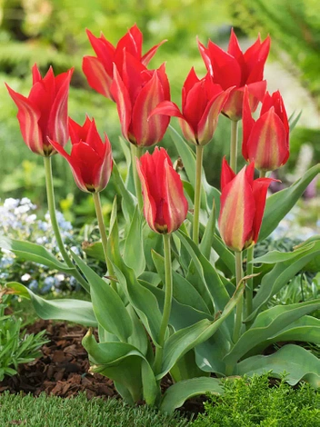 Tulips (Tulipa) 'Eichleri'