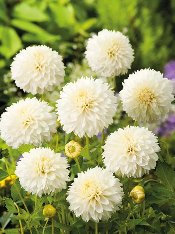 Dahlie (Dahlia) 'Myama Fubuki'