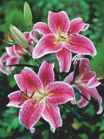 Lilie (Lilium) 'Stargazer'