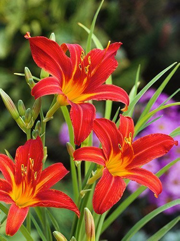 Taglilie (Hemerocallis) 'Sammy Russel'