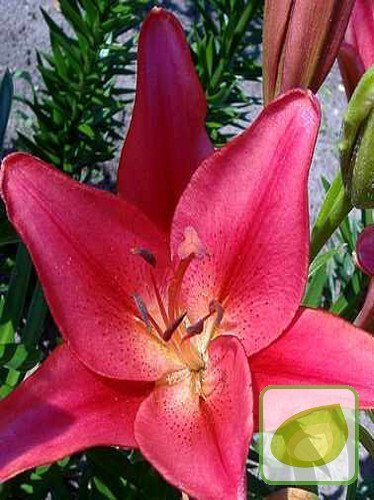 Lilie (Lilium) Cote d'Azur