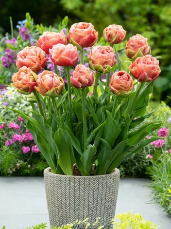 Tulpe (Tulipa) 'Copper Image'