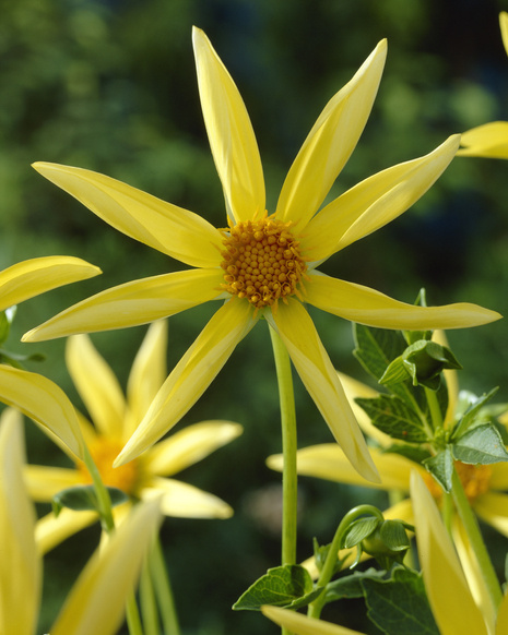 Dahlie (Dahlia) ’Honka' 1 St.