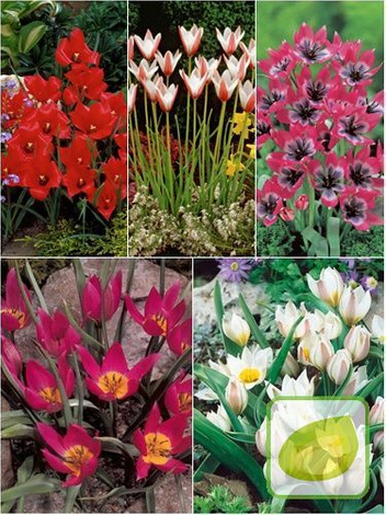 Satz Botanische Tulpen 3