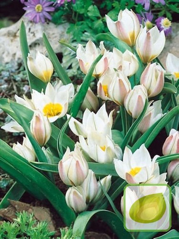Satz Botanische Tulpen 3