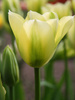 Tulpe (Tulipa) 'Spring green'