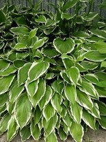 Funkie (Hosta) 'Green Gold'
