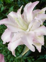 Lilie (Lilium) 'Blushing Girl'