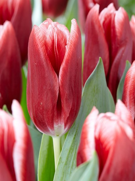 Tulpe (Tulipa) 'Vampire'