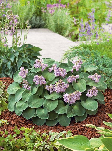 Funkie (Hosta) 'Blue Mouse Ears'