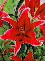 Lilie (Lilium) 'Sumatra'