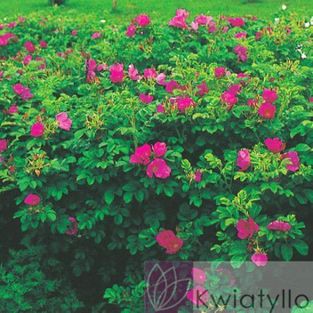Kartoffelrose (Rosa rugosa) - Zierstrauch