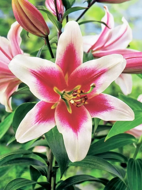 Lilie (Lilium) Altari 1 Stk.