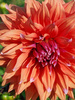 Dahlie (Dahlia) 'Colour Spectacle'