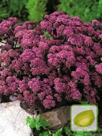 Fetthennen (Sedum) Xenox
