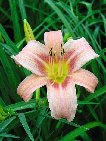 Taglilie billig (Hemerocallis) 'Hall's Pink'