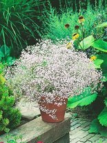 Schleierkraut (Gypsophylla paniculata) 'White'