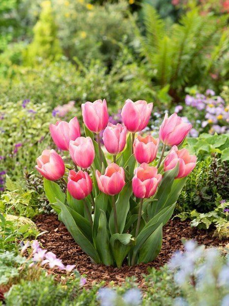 Tulpe (Tulipa) 'Dragon King'