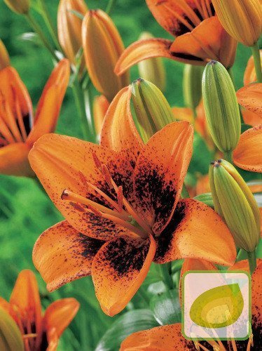 Lilie (Lilium) Pixels Orange