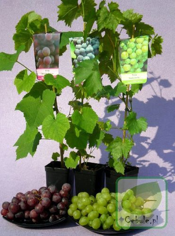 Weinrebe (Vitis) Arkadia
