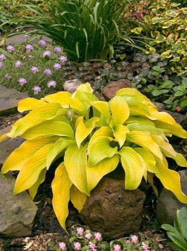 Funkie (Hosta) 'Lakeside Cha Cha'