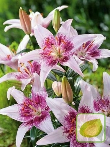 Lilie (Lilium) Dot Com