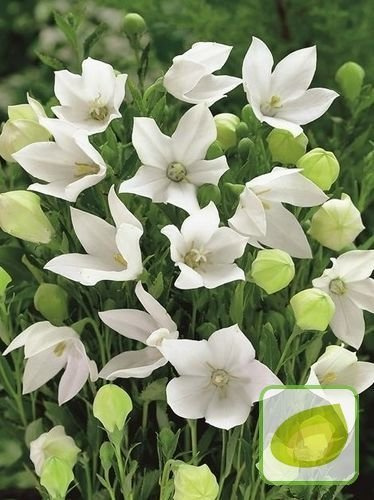 Ballonblume (Platycodon) Fuji White