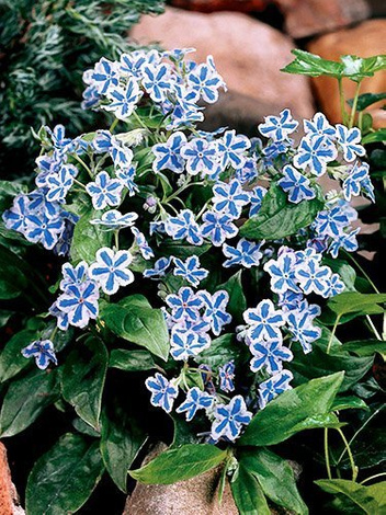 Frühlings-Nabelnüsschen (Omphalodes) 'Starry Eyes'
