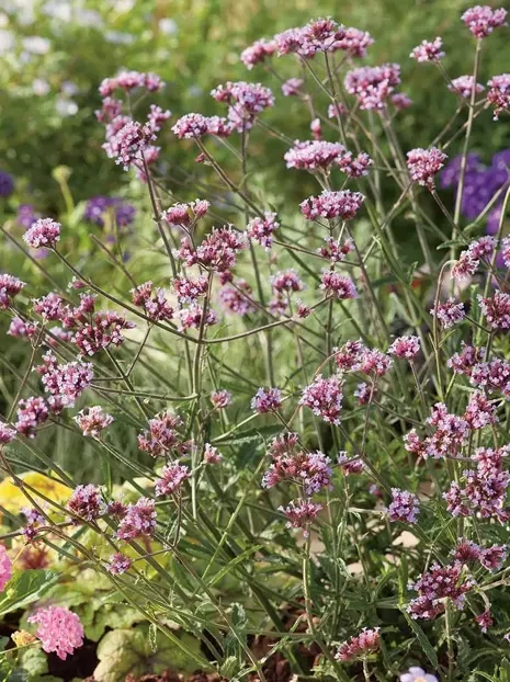 Eisenkraut "Patagonisch" (Verbena bonariensis) 'Lolipop' 1 St.